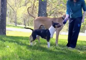 Dog Photo