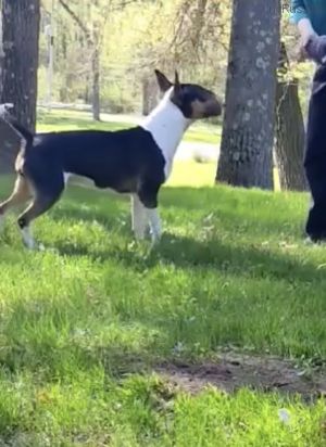 Dog Photo