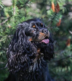Dog Photo