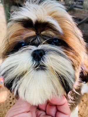 Dog Photo