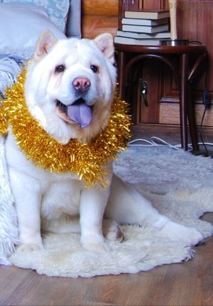 Dog Photo