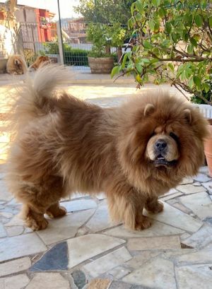 Dog Photo