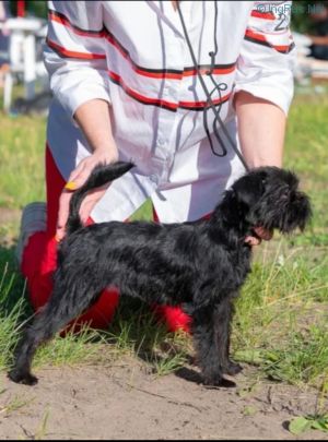 Dog Photo