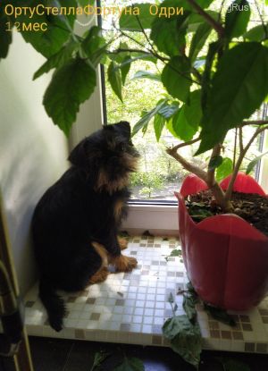 Dog Photo