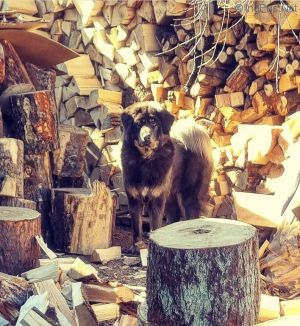 Dog Photo
