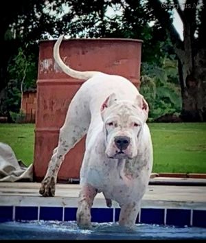 Dog Photo