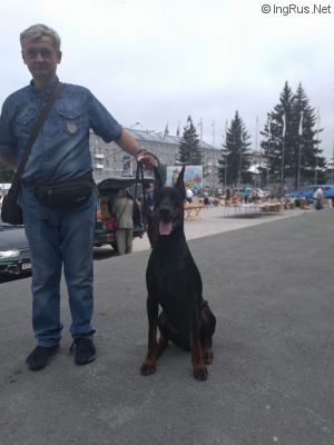 Dog Photo