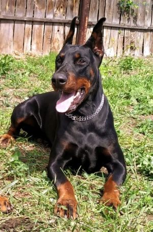 Dog Photo