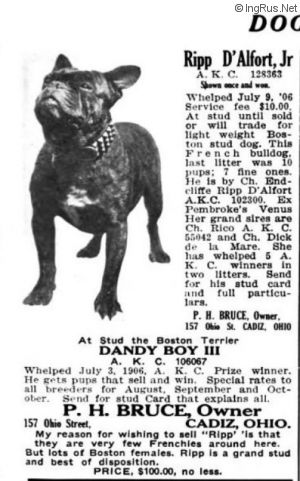 Dog Photo