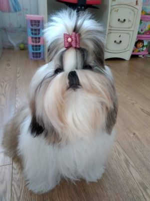 Dog Photo