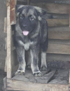 Dog Photo