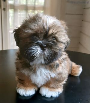 Dog Photo