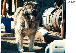 Dog Photo