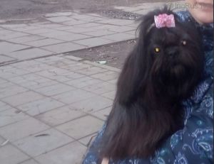 Dog Photo