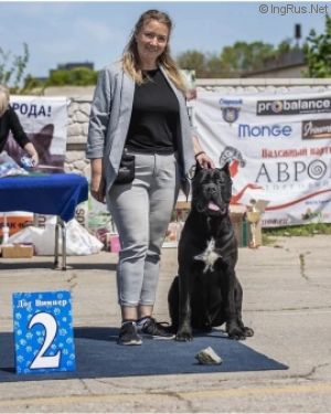 Dog Photo