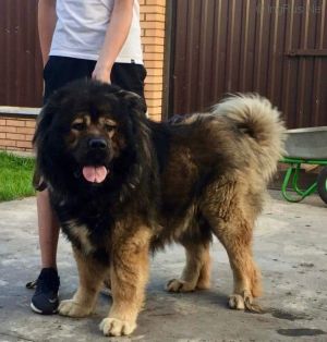 Dog Photo