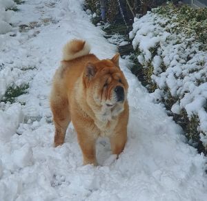 Dog Photo