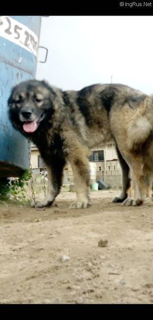 Dog Photo