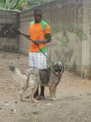Dog Photo