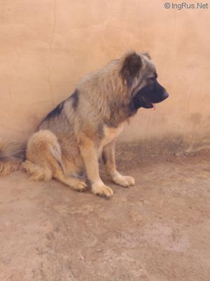 Dog Photo