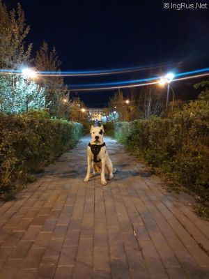 Dog Photo