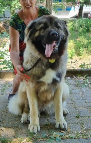 Dog Photo