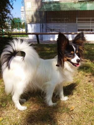 Dog Photo