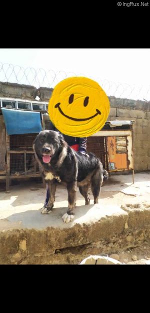 Dog Photo