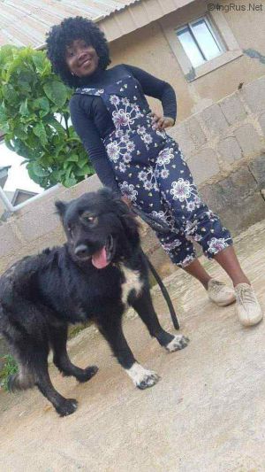 Dog Photo