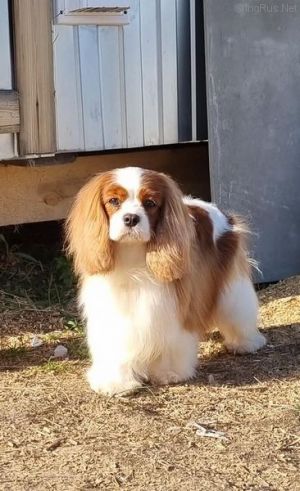 Dog Photo
