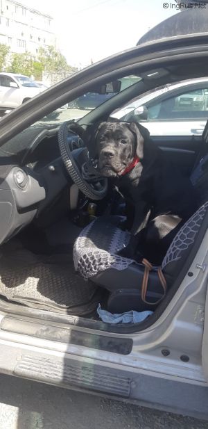 Dog Photo