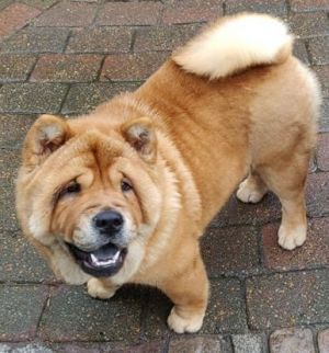 Dog Photo