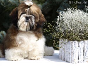 Dog Photo