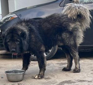 Dog Photo