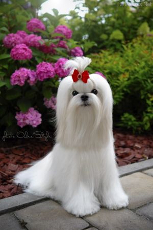 Dog Photo
