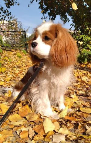 Dog Photo