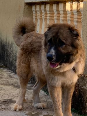 Dog Photo