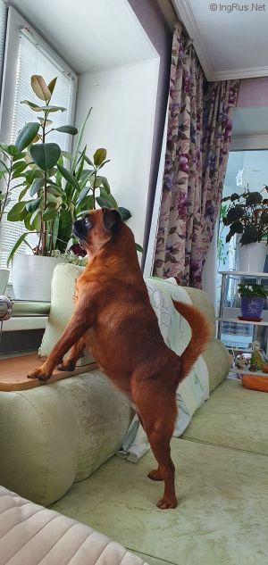 Dog Photo
