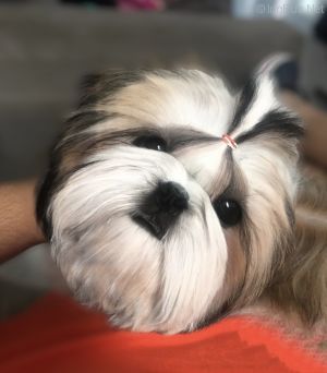 Dog Photo