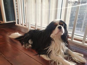Dog Photo