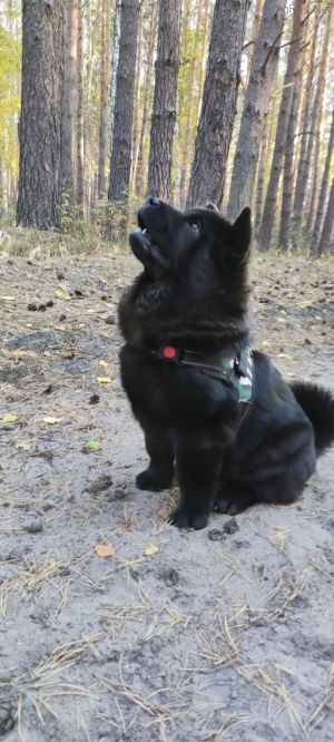 Dog Photo