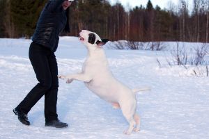 Dog Photo