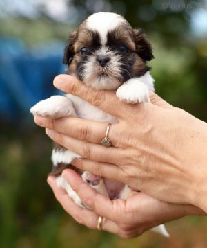 Dog Photo