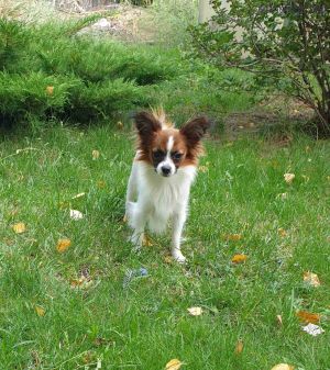 Dog Photo