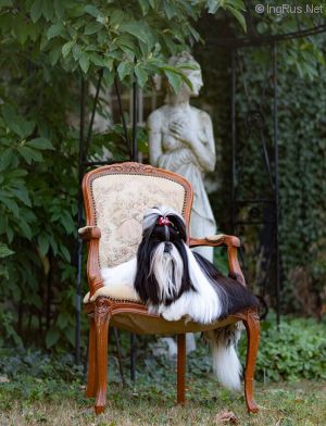 Dog Photo