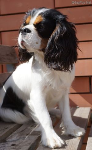Dog Photo