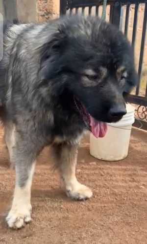 Dog Photo