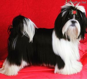 Dog Photo