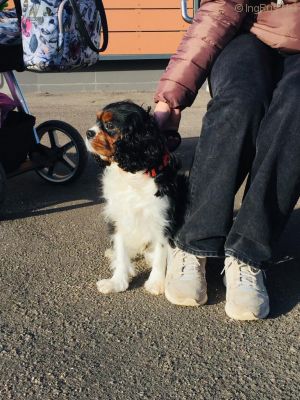 Dog Photo