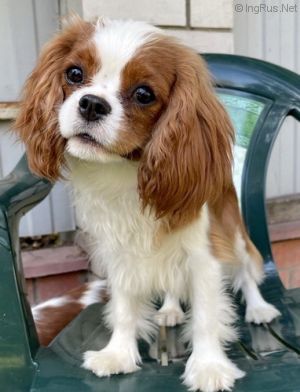 Dog Photo